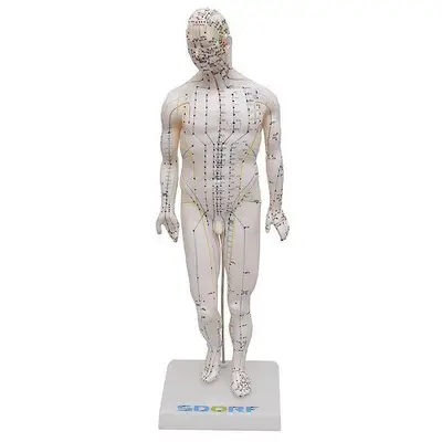 Manequim Acupuntura Masculino 50 cm