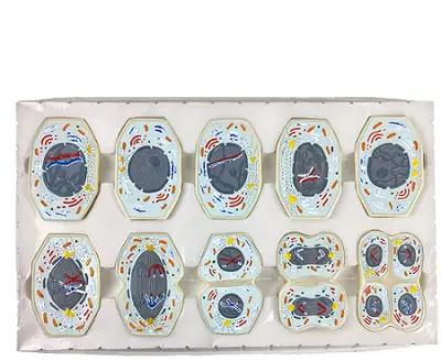 Meiose Conjunto com 10 peças