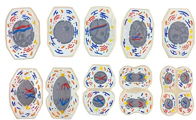 Meiose Conjunto com 10 peças