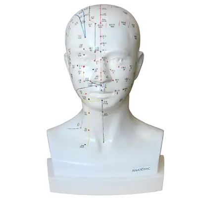 Modelo Acupuntura da Cabeça e Pescoço