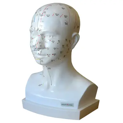 Modelo Acupuntura da Cabeça e Pescoço