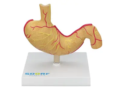 Modelo Patológico do Estômago, Tamanho Real