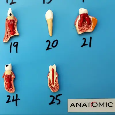 Patologia Dentária 25 Peças, Anatomia