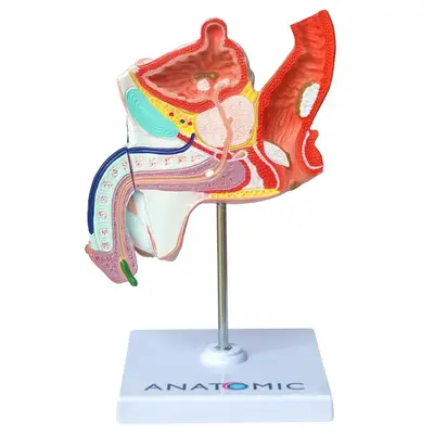 Patologias do Sistema Urogenital Masculino, Anatomia