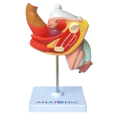 Patologias do Sistema Urogenital Masculino, Anatomia