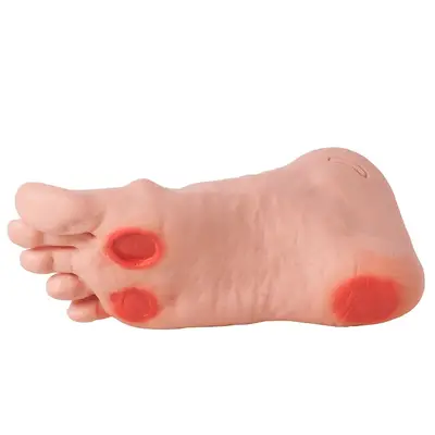 Pé Diabético Modelo Avançado, Anatomia