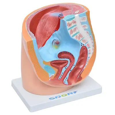 Pelve Feminina em Secção 1 Parte, Anatomia