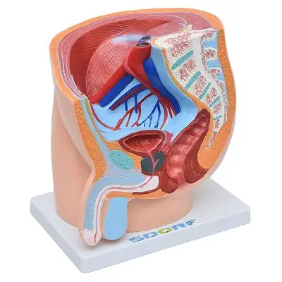 Pelve Masculina em Secção 1 Parte, Anatomia