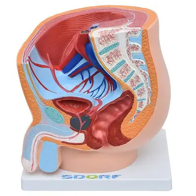 Pelve Masculina em Secção 1 Parte, Anatomia