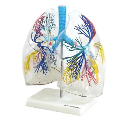 Pulmão Humano Transparente, Anatomia