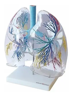 Pulmão Humano Transparente, Anatomia