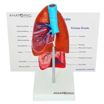 Pulmão Humano com Traqueia e Placa Explicativa, Anatomia