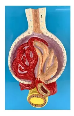 Rim Glomérulos Ampliado 700 X, Anatomia
