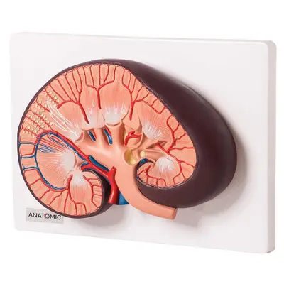Rim Humano Básico em Corte Longitudinal, Anatomia