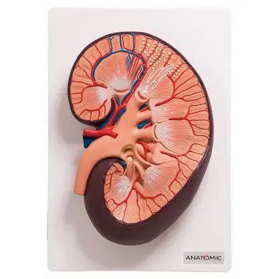 Rim Humano Básico em Corte Longitudinal, Anatomia