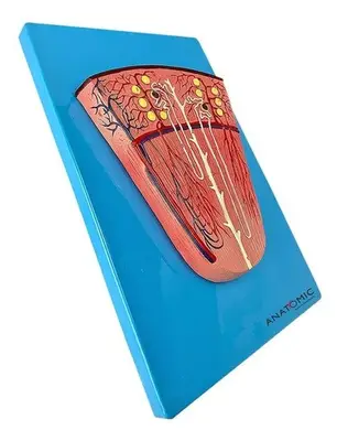 Rim Secção de Néfron, Anatomia