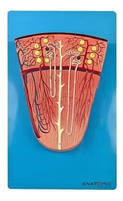 Rim Secção de Néfron, Anatomia