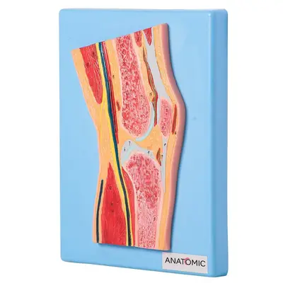 Secção Mediana da Articulação do Joelho, Anatomia