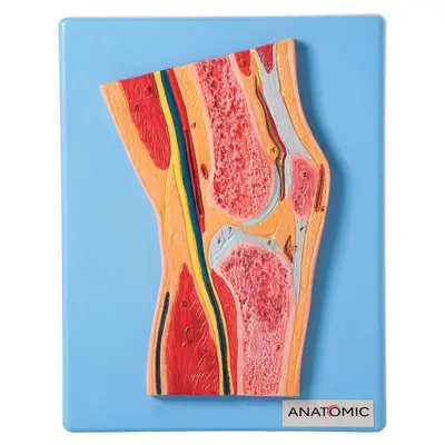Secção Mediana da Articulação do Joelho, Anatomia