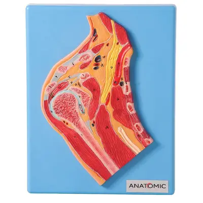 Secção Mediana da Articulação do Ombro, Anatomia