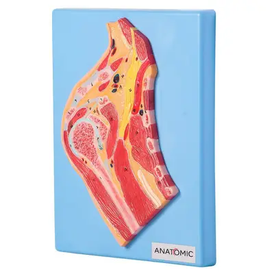 Secção Mediana da Articulação do Ombro, Anatomia