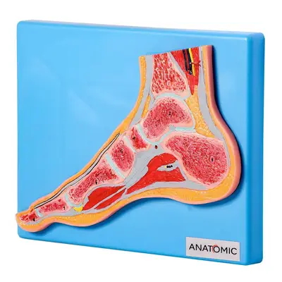 Secção Mediana da Articulação do Pé, Anatomia