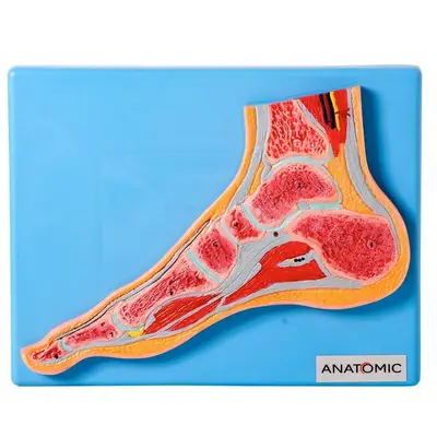 Secção Mediana da Articulação do Pé, Anatomia