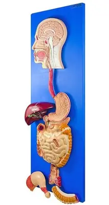 Sistema Digestório em Prancha 3 Partes, Anatomia