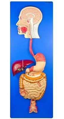 Sistema Digestório em Prancha 3 Partes, Anatomia