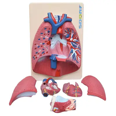 Sistema Respiratório em Prancha 7 Partes, Anatomia