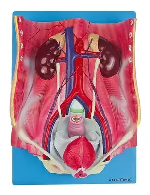 Sistema Urinário Clássico em 4 Partes, Anatomia