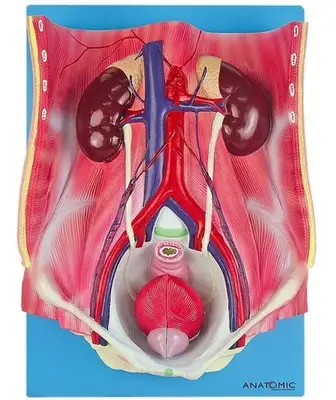 Sistema Urinário Clássico em 4 Partes, Anatomia
