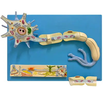 Sistema de Fisiologia dos Nervos