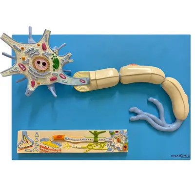 Sistema de Fisiologia dos Nervos