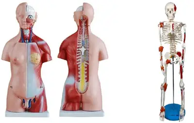 TORSO BISSEXUAL DE 45 CM + ESQUELETO DE 85 CM COM LIGAMENTOS