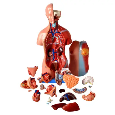 TORSO BISSEXUAL DE 45 CM + ESQUELETO DE 85 CM COM LIGAMENTOS