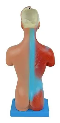 TORSO HUMANO DE 28 CM ASSEXUADO EM 15 PARTES
