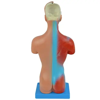 TORSO HUMANO DE 28 CM ASSEXUADO EM 15 PARTES