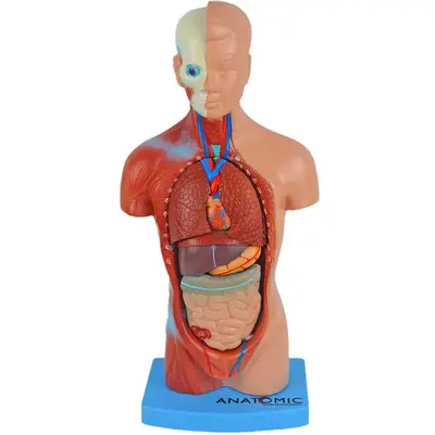 TORSO HUMANO DE 28 CM ASSEXUADO EM 15 PARTES