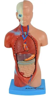 TORSO HUMANO DE 28 CM ASSEXUADO EM 15 PARTES