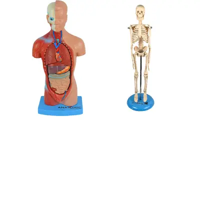 TORSO HUMANO DE 28CM EM 15 PARTES + ESQUELETO HUMANO DE 45CM