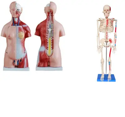 TORSO HUMANO DE 45 CM + ESQUELETO DE 85 CM COM INSERÇÕES MUSCULARES