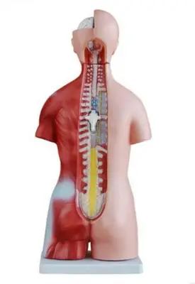 Torso Humano 45 cm em 24 partes e coluna exposta