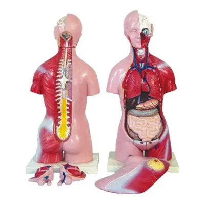 Torso Humano Bissexual 45 cm 24 Partes