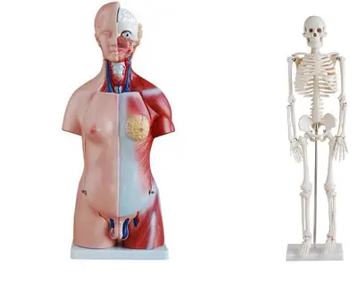 Torso Humano Bissexual 45 cm + Esqueleto 85 cm