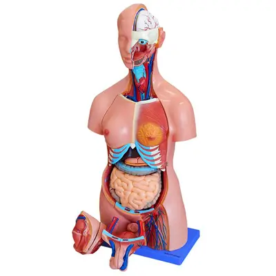 Torso Humano Bissexual 85 cm Altura 25 partes e Coluna Exposta