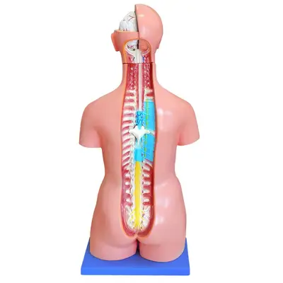 Torso Humano Bissexual 85 cm Altura 25 partes e Coluna Exposta