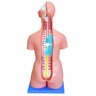 Torso Humano Bissexual 85cm e 25 Partes