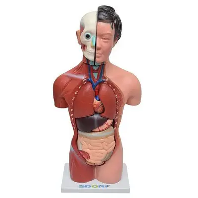 Torso Humano Feminino 42 cm em 15 Partes