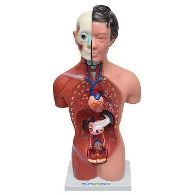 Torso Humano Feminino 42 cm em 15 Partes
